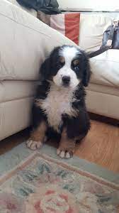 It is intelligent, attentive, and calm. Bernese Mountain Dog Dogs Sale Ireland 2021 Bernese Mountain Dog Puppies Buy Buy Bernese Mountain Dog Breeders Bernese Mountain Dog Dogs Breed Bernese Mountain Dog Dogs For Adoption