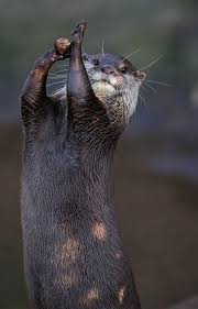 Weightlifting Otta Cute Animals Animals Beautiful Funny Animals