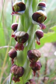 Image result for Chironia laxiflora