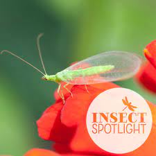 These striking insects feed on pollen, nectar and honeydew, including size: Pin On Insect Spotlight