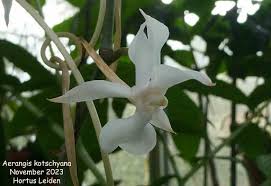 Image result for Aerangis kotschyana