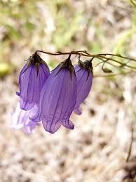 Image result for Emilia caespitosa