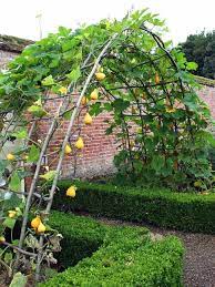Choose supports that are sturdy enough for the vines you want to plant. 10 Diy Watermelon Trellis Ideas Grow Watermelons Vertically Outdoor Happens Homestead