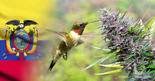 Solicitar un visado para españa en ecuador. Cannabis In Ecuador Gesetze Konsum Und Mehr Infos Sensi Seeds