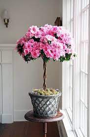 Decorative For The Home Azalea Flower Indoor Flowers Flower Garden
