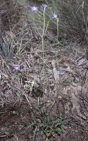 Image result for Wahlenbergia huttonii