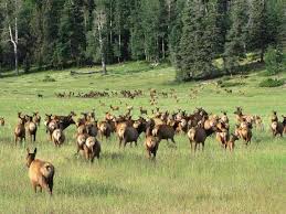 Maybe you would like to learn more about one of these? Angel Fire Chamber Of Commerce