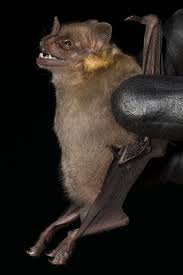 Image result for Afrocanthium burttii