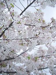 Otherwise, they could not produce fruit. Pure White Flowering Trees Flowering Plum Tree White Flowers