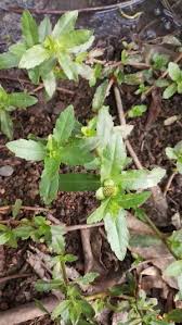 Image result for Enydra