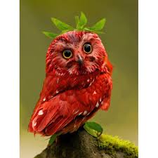 5d Diamond Painting Red Owl Paint With Diamonds Art Crystal Craft Decor Animals Beautiful Colorful Owls Colorful Birds