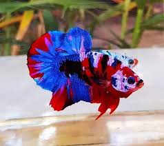 Knowing All Types Of Betta Fish By Tail Pattern And Color With Photo And Description Betta Fish Types Betta Fish Betta
