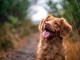 Our staff is available to offer guidance and suggestions during the pet's transition to his or her new home and. How To Adopt A Dog In Boston Fees Rescues And More