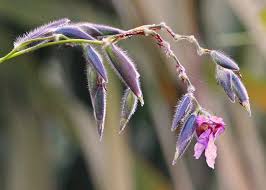 Image result for Thalia geniculata