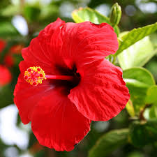 Bunga and transparent png images free download. Jom Belajar Bunga Raya The National Flower Of Malaysia The International School Of Kuala Lumpur Iskl