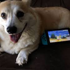 Scampthecorgi Scamper Battling Yamper Him Let Play Corgi Dog Corgi Funny Cute Corgi