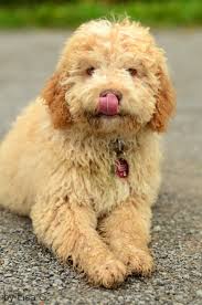 Browse thru our id verified puppy for sale listings to find your perfect puppy in your area. 230 Dogs Ideas Dogs Puppies Lagotto Romagnolo