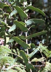 Image result for Agelanthus lugardii