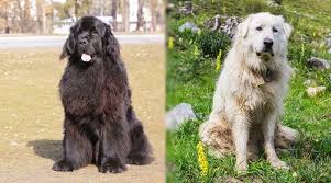 Big beau is a mix of great pyrenees mountain dog & a newfoundland. Newfoundland Vs Great Pyrenees Breed Differences Similarities