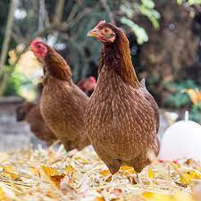 Das legealter ist von rasse zu rasse variabel. Winterleger Welche Auswahl Gibt Es Bauernhahn Statt Turbohuhn