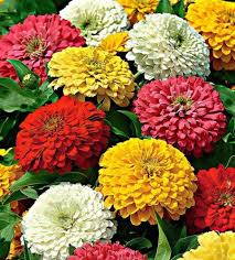 Zinnia Giant Flower Mix Seeds