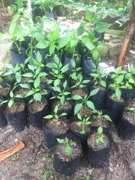 Anim agro technology cili padi senang tanamnya 09 01 2020 tanaman cili padi mempunyai banyak musuh dan penyakit jika ditanam secara komersil dan tidak. Penanaman Pokok Cili Polybag Penanaman Pokok Cili Polybag