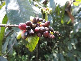 Image result for Bridelia duvigneaudii