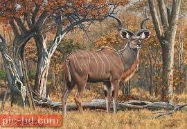 صور حيوان ظبى الكودو ظبى الكودو wildlife art wildlife paintings african wildlife