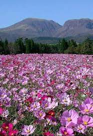 Cosmos South Africa Cosmos Flowers Beautiful Landscapes Beautiful Gardens