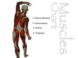 How much do you think you learned from putting so much time (or so it seems) into each one? Muscles Chart Back Answers