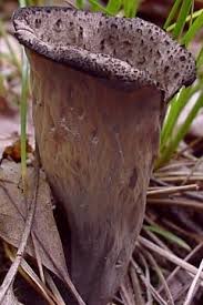 Image result for Craterellus fallax