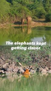 TIGER VS ELEPHANT – UNBELIEVABLE MOMENT ...
