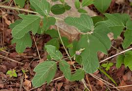 Image result for Neorautanenia mitis