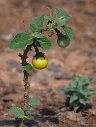 Image result for Solanum campylacanthum 'incanum type'
