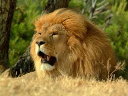 Download Free Lion Wallpapers Amazing Collection Of Full Screen Lion Hd Wallpapers At 1024x768 1280x1024 And 1280x80 Lion Wallpaper Lion Pictures Lion Images