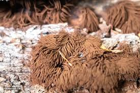 Image result for Stemonitis splendens