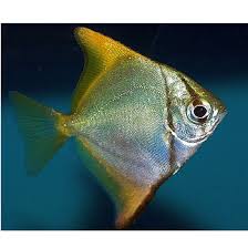 Image result for Monotes engleri