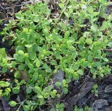 Image result for Stellaria pallida