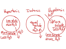 Maybe you would like to learn more about one of these? Tonicity And Animal Or Red Blood Cells Biology Science Osmosis Tonicity Showme