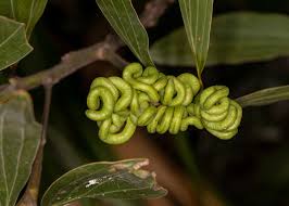 Image result for Acacia mangium