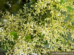 Image result for Apodytes