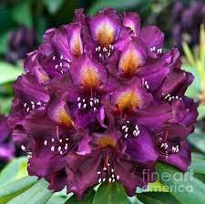 Frank Galsworthy Truss Wonderful Flowers Beautiful Flowers Amazing Flowers