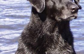 As an amazon associate i earn from qualifying purchases. Memorial Pet Services Inc 4319 Twin Valley Rd Ste 15 Middleton Wi 53562 Yp Com