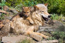 Image result for wolf cub