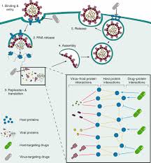 6 august 2017 · torpa, norway ·. Exploring The Sars Cov 2 Virus Host Drug Interactome For Drug Repurposing Nature Communications