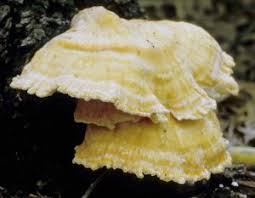 It might not seem that important, but part of what makes this so addictive is the crust, as well as your mushroom being in a good stage for eating in a thick slice. Finding And Eating Chicken Of The Woods