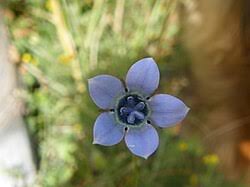 Image result for Wahlenbergia paludicola