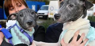 Gratuitas para uso comercial não precisam de atribuição sem direitos autorais. Como Tratar Fungos Em Cachorro Estimacao