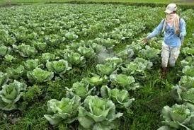 Periode dari menabur dalam ruangan sampai transplantasi berkisar antara 18 hingga 38 hari. Bagaimana Cara Merawat Kubis Dengan Benar How To Care For The Correct Cabbage Plants Steemit