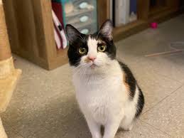 Maybe you would like to learn more about one of these? Adoptable Alexandria Pet Sailor A Playful Calico Cat Del Ray Va Patch